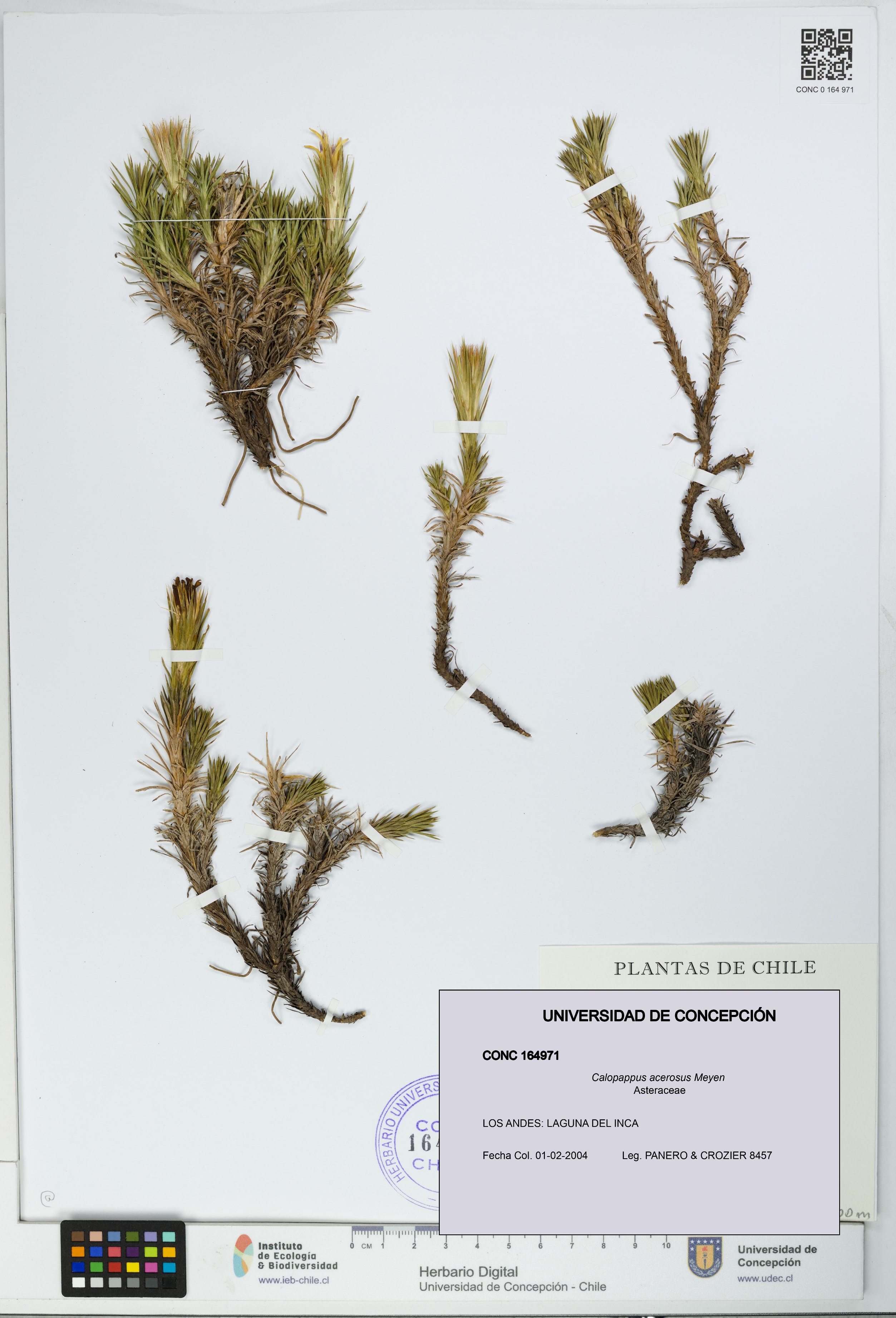 Calopappus acerosus [Espécimen: ]