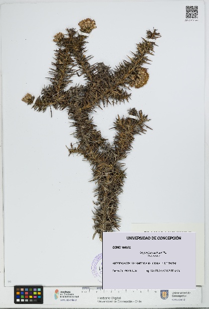 Oxyphyllum ulicinum [Espécimen: ]