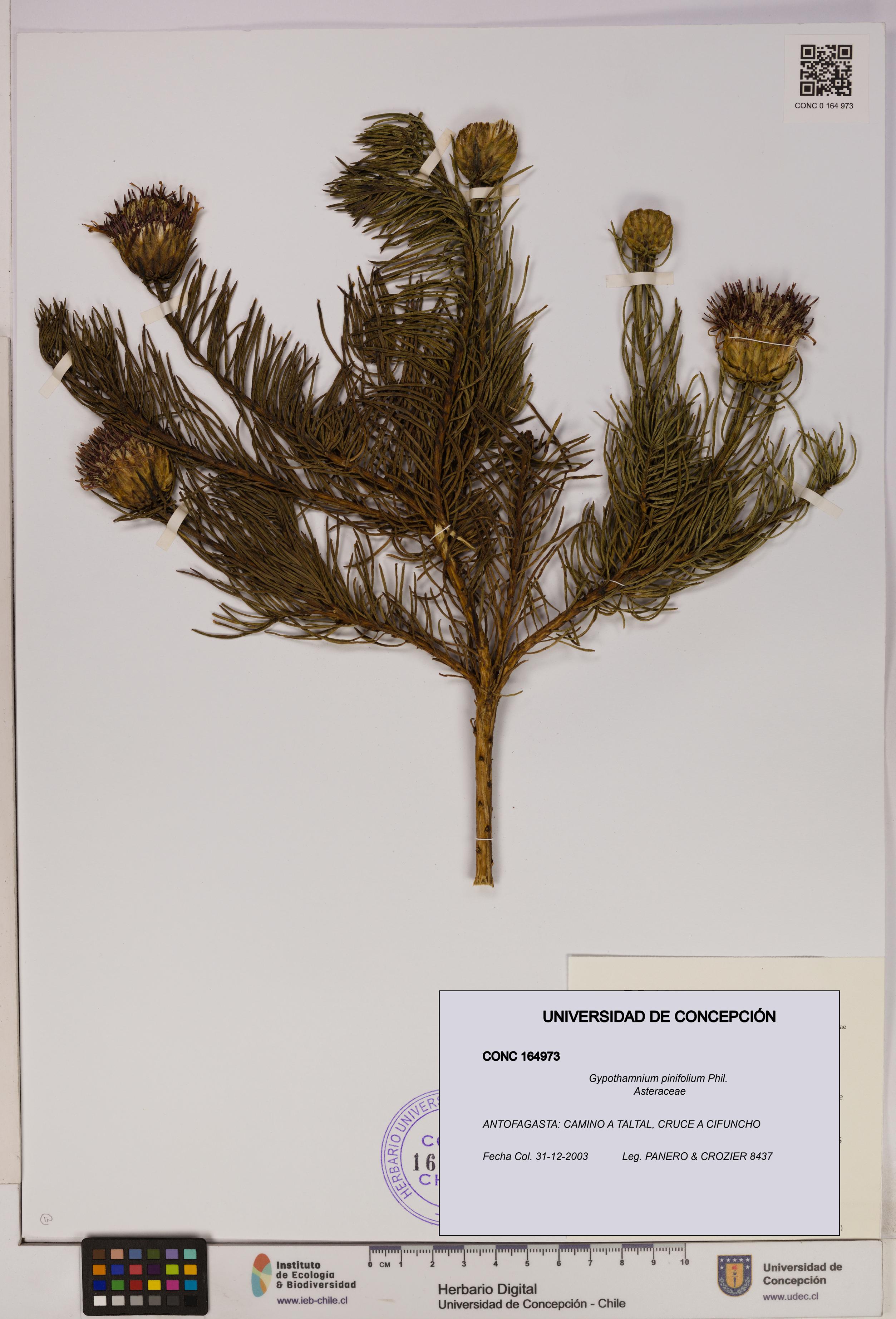 Gypothamnium pinifolium [Espécimen: UDEC:CONC:0164973]