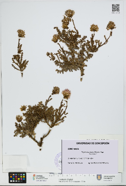 Polyachyrus fuscus [Espécimen: UDEC:CONC:0164974]