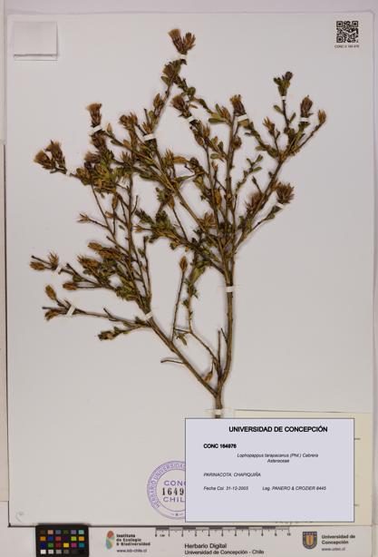 Lophopappus tarapacanus [Espécimen: UDEC:CONC:0164976]