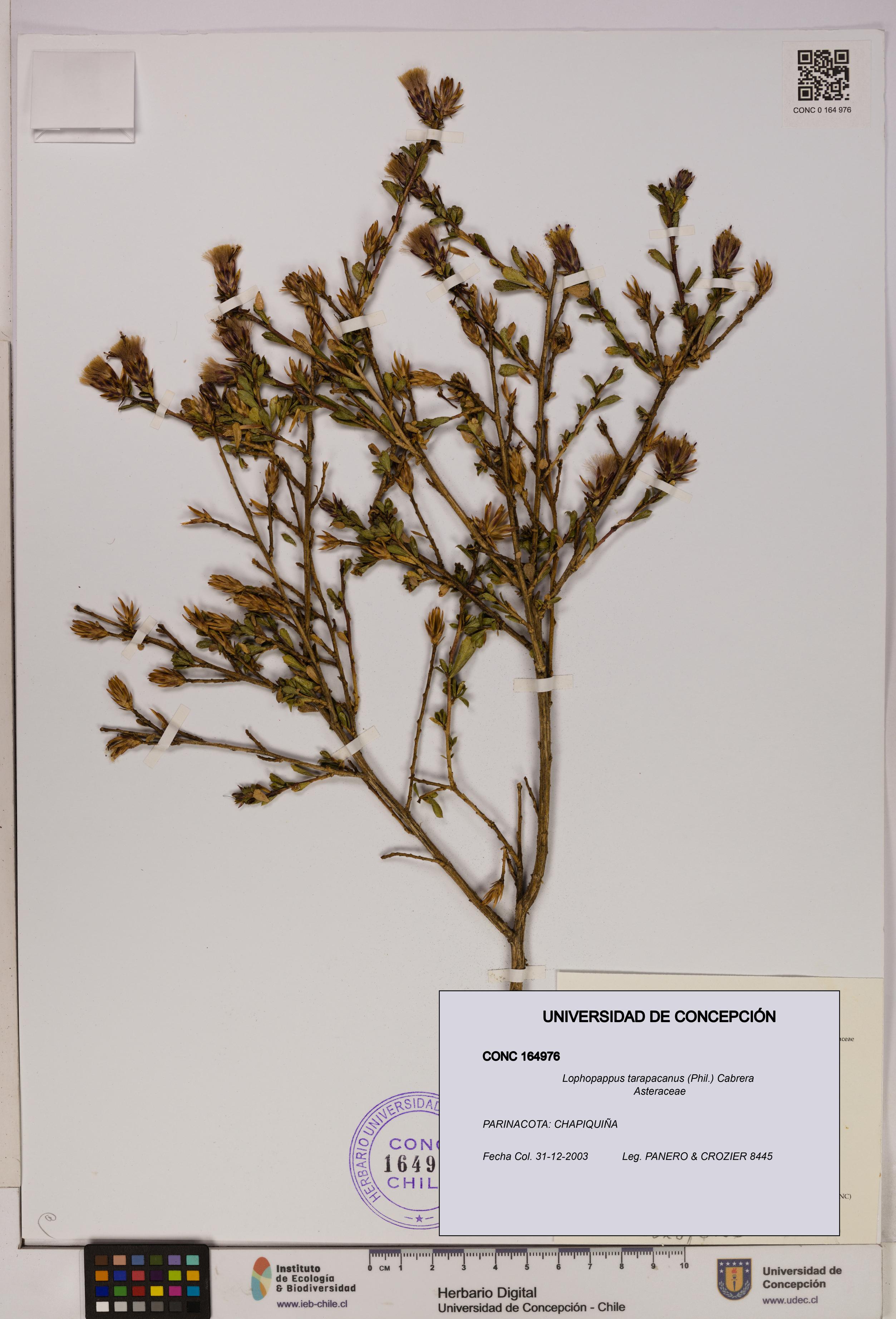 Lophopappus tarapacanus [Espécimen: UDEC:CONC:0164976]