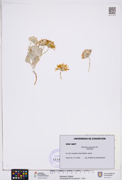 Trichocline caulescens [Espécimen: ]