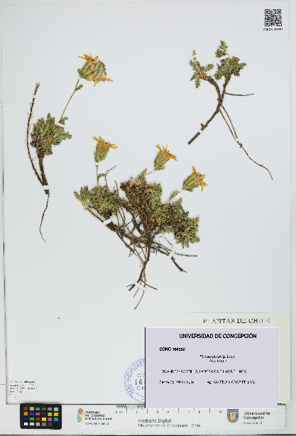 Perezia poeppigii [Espécimen: UDEC:CONC:0164980]