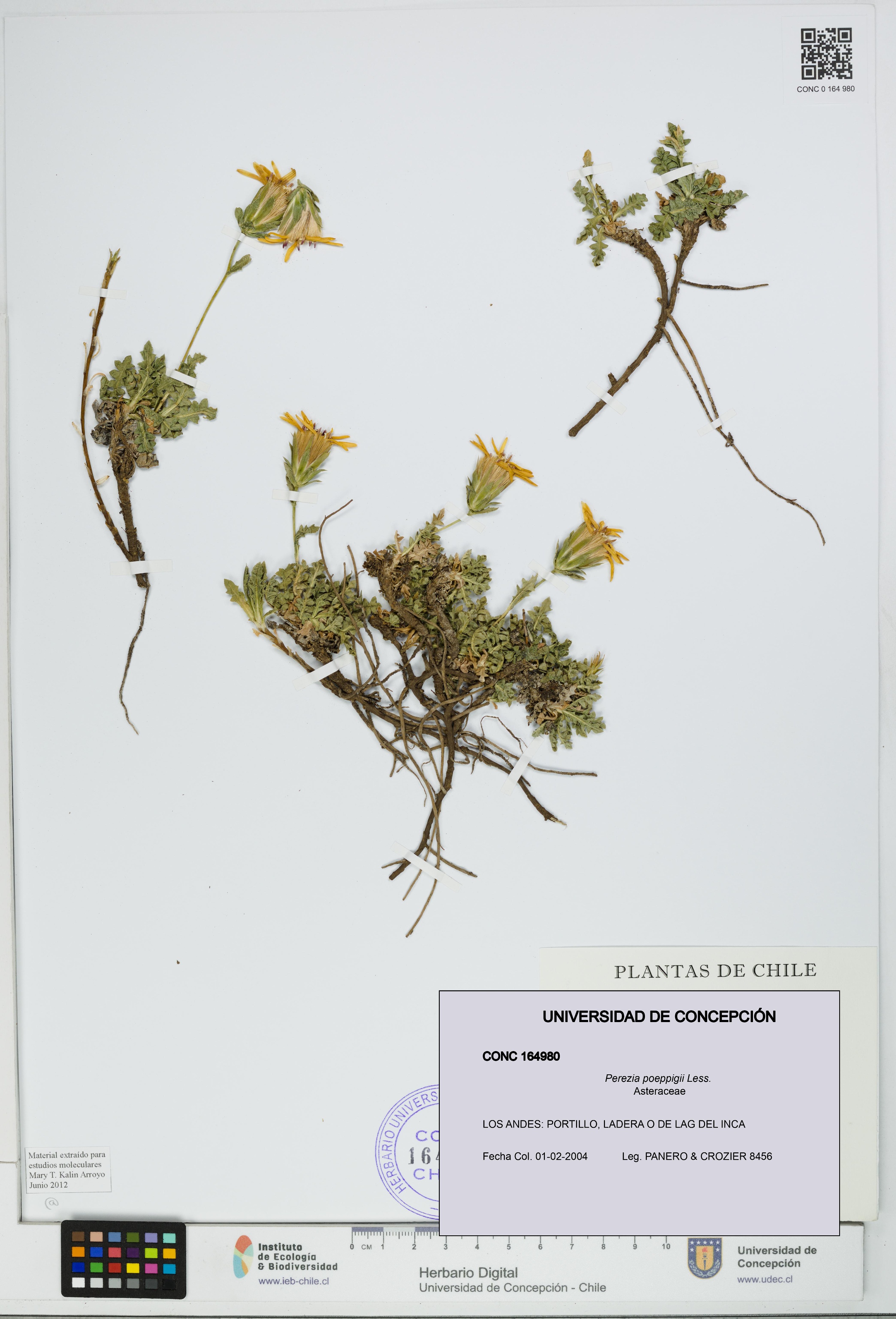 Perezia poeppigii [Espécimen: UDEC:CONC:0164980]