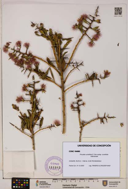 Proustia cuneifolia subsp. cuneifolia [Espécimen: UDEC:CONC:0164983]