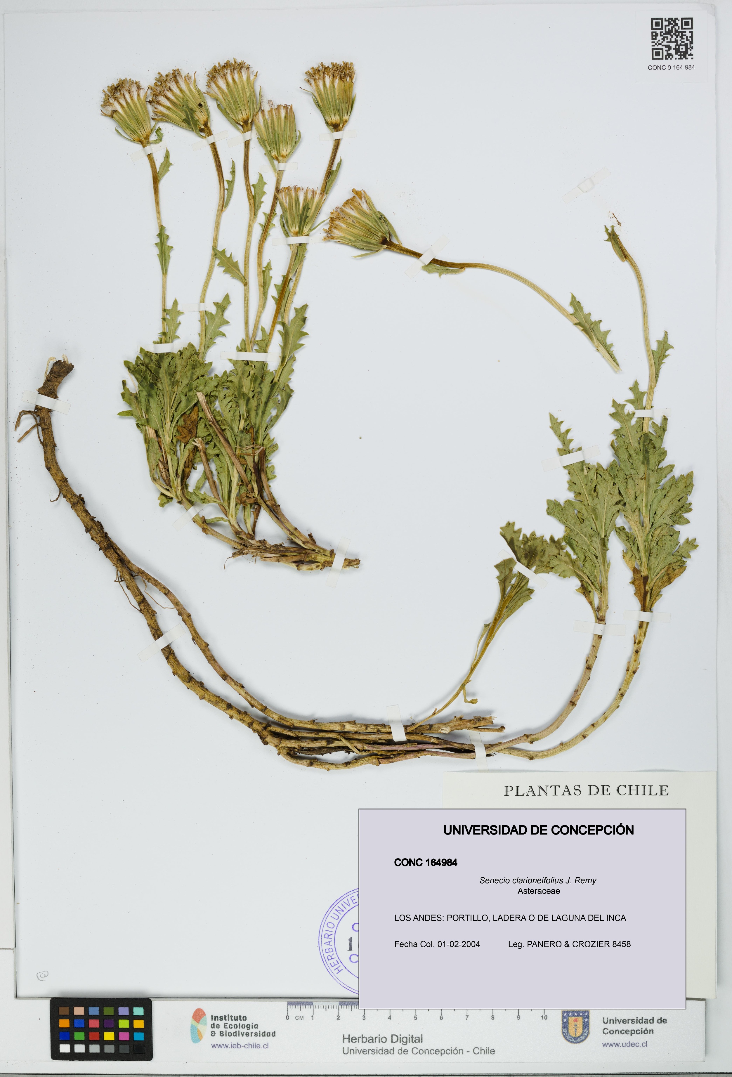 Senecio clarioneifolius [Espécimen: UDEC:CONC:0164984]