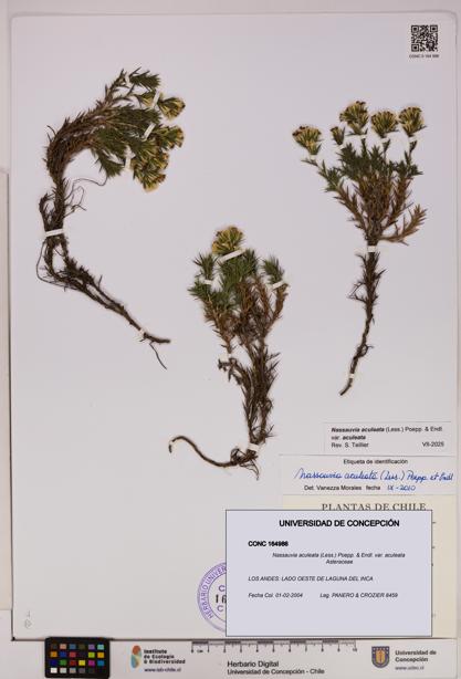 Nassauvia aculeata var. aculeata [Espécimen: UDEC:CONC:0164986]