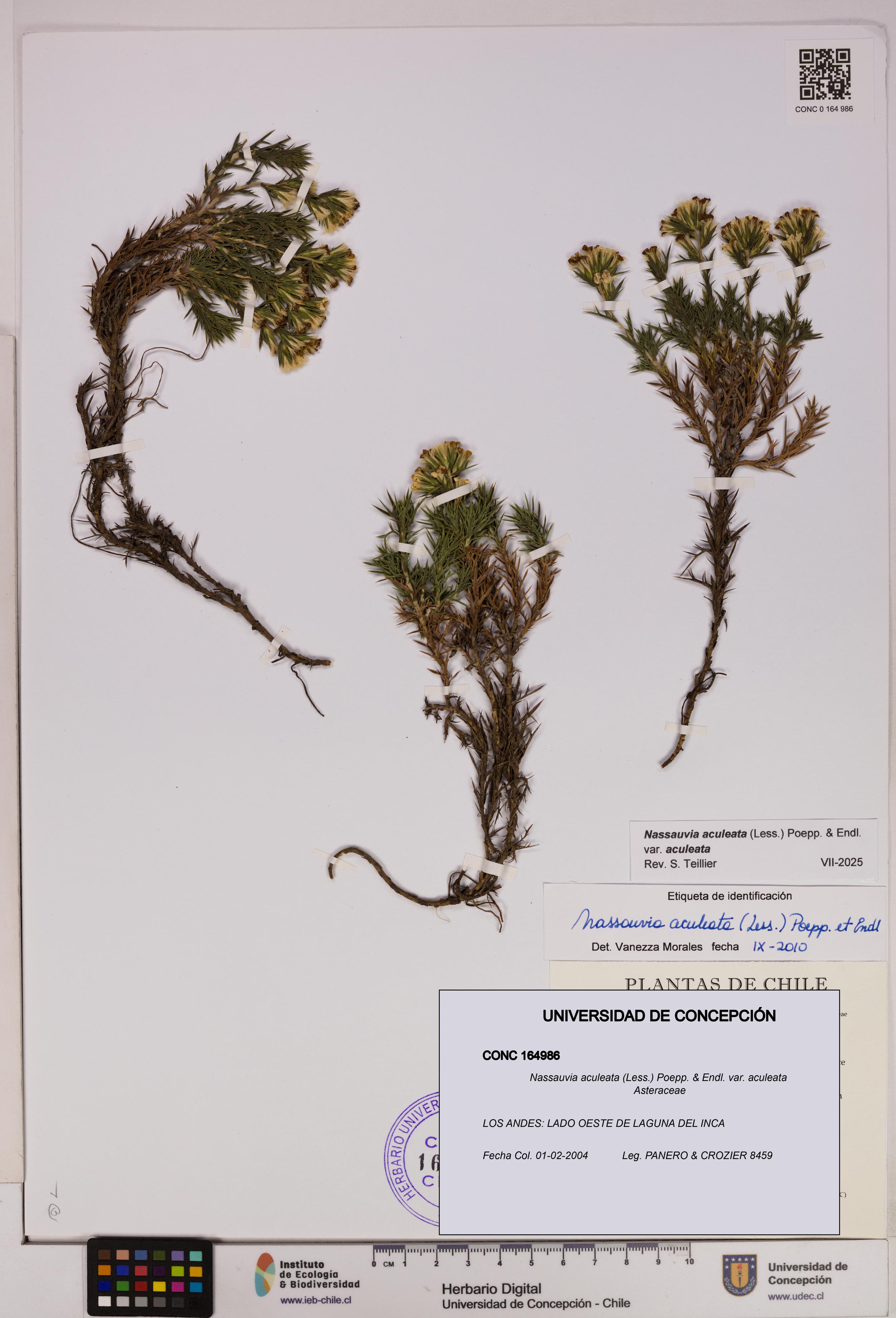 Nassauvia aculeata var. aculeata [Espécimen: UDEC:CONC:0164986]