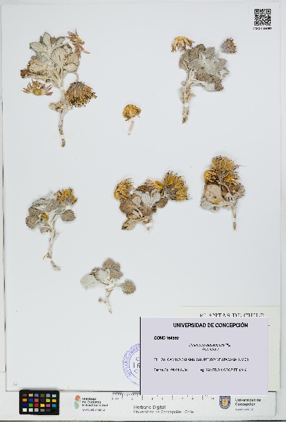 Urmenetea atacamensis [Espécimen: UDEC:CONC:0164990]