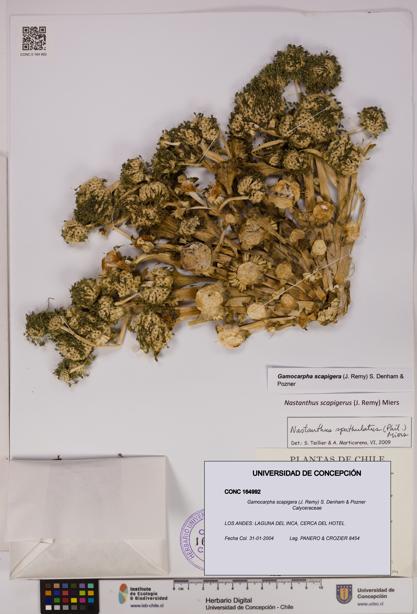 Gamocarpha scapigera [Espécimen: UDEC:CONC:0164992]