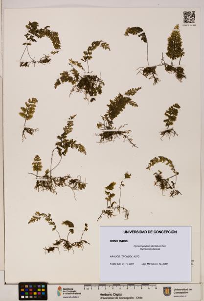 Hymenophyllum dentatum [Espécimen: UDEC:CONC:0164993]
