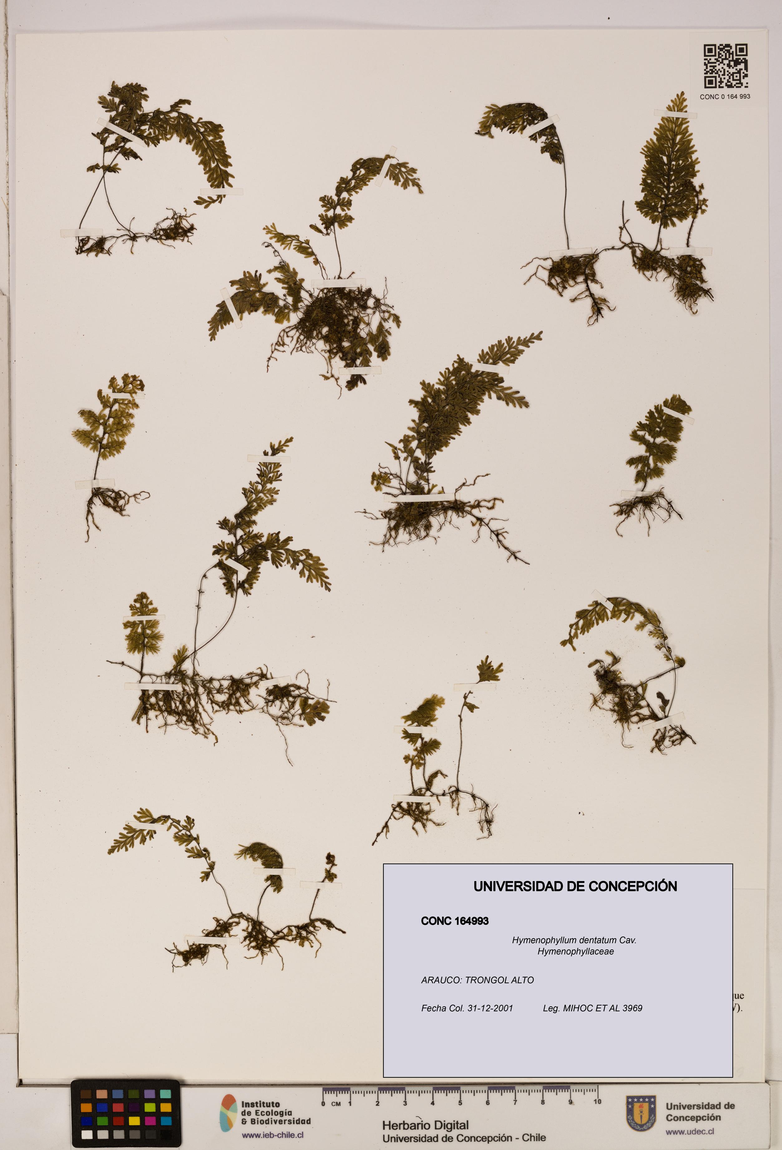 Hymenophyllum dentatum [Espécimen: UDEC:CONC:0164993]