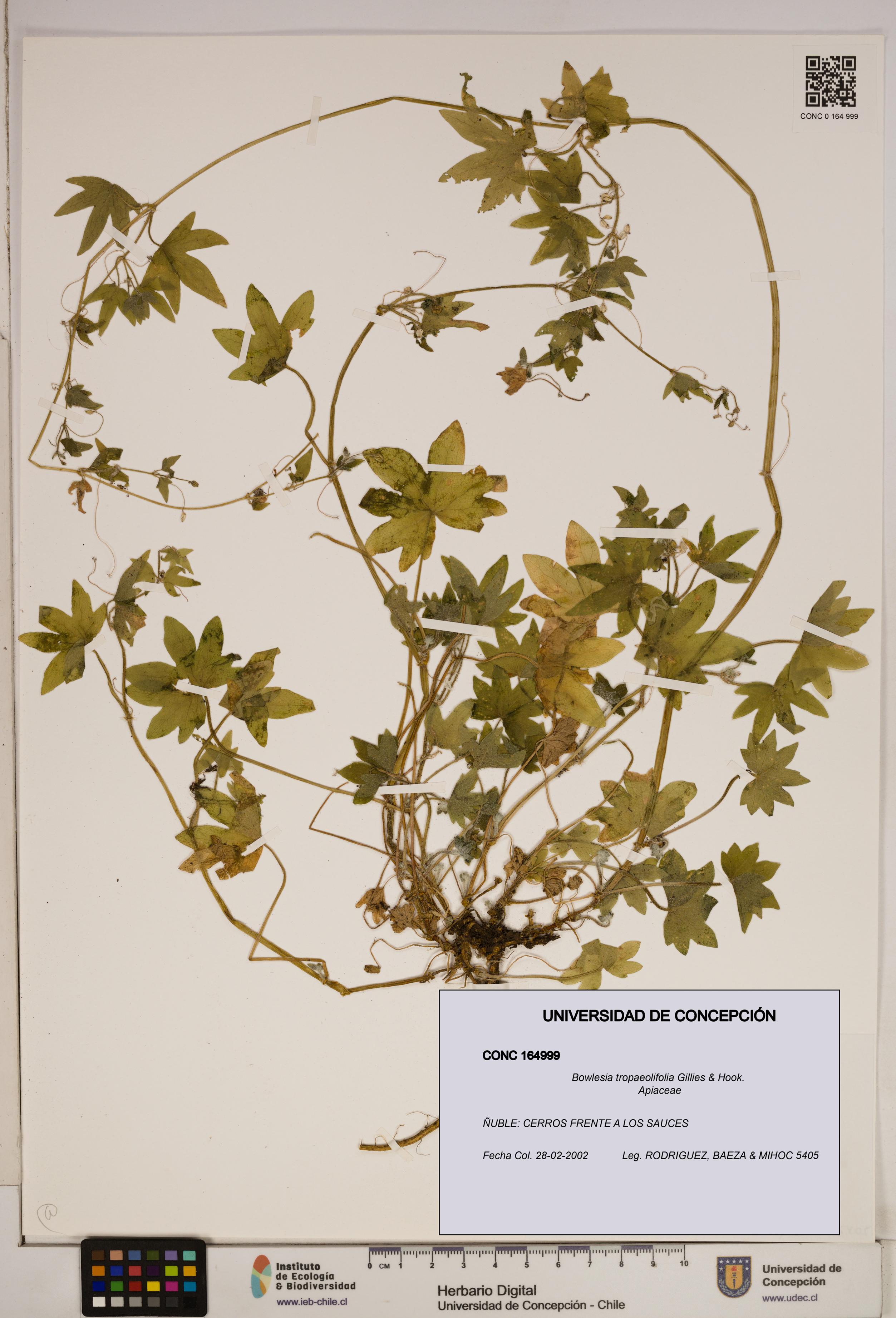 Bowlesia tropaeolifolia [Espécimen: ]