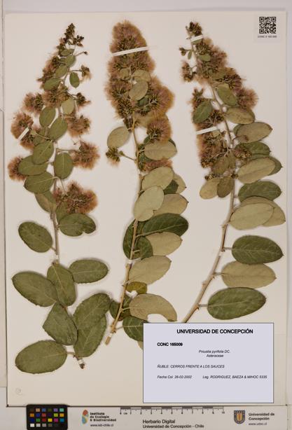 Proustia pyrifolia [Espécimen: UDEC:CONC:0165009]