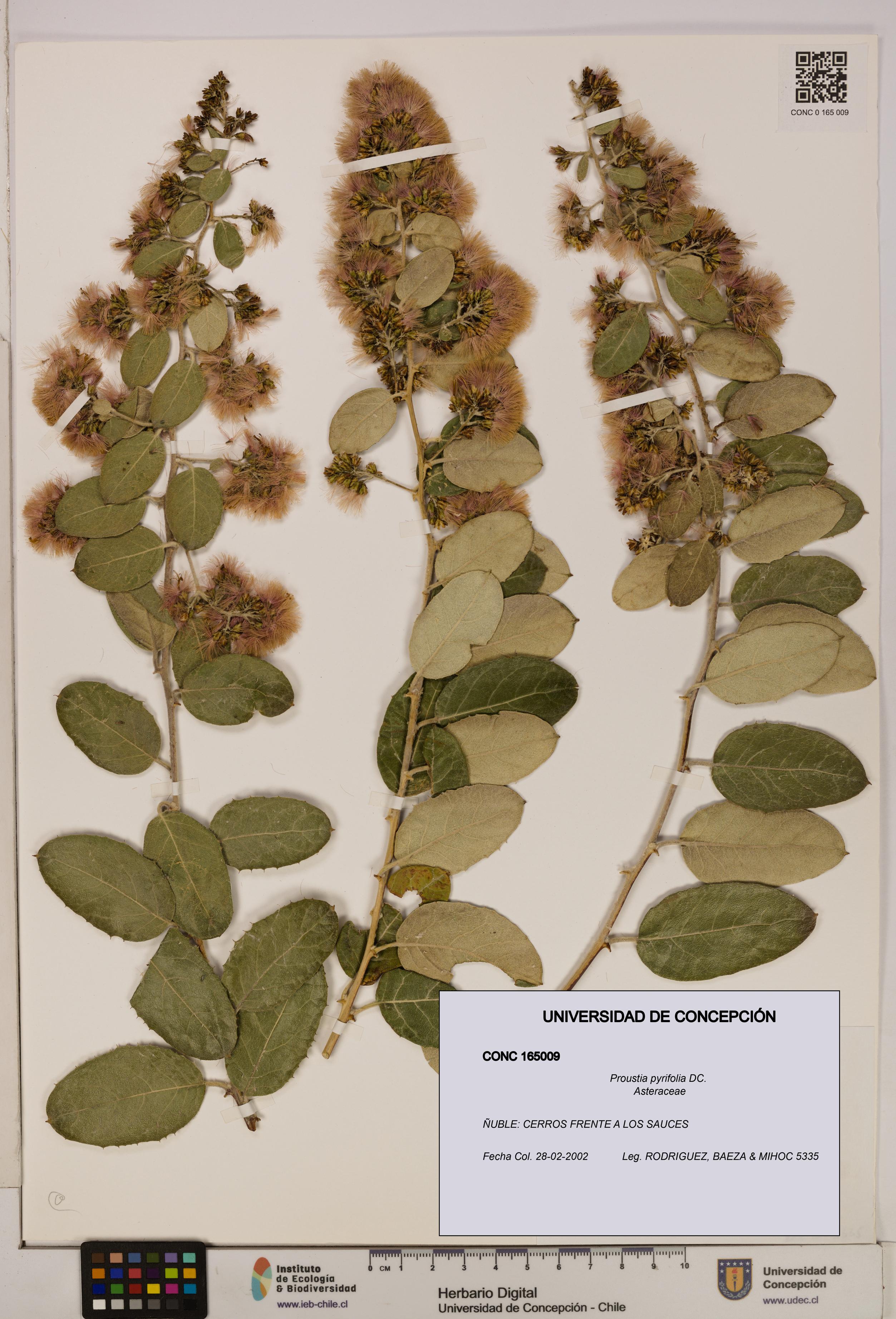 Proustia pyrifolia [Espécimen: UDEC:CONC:0165009]