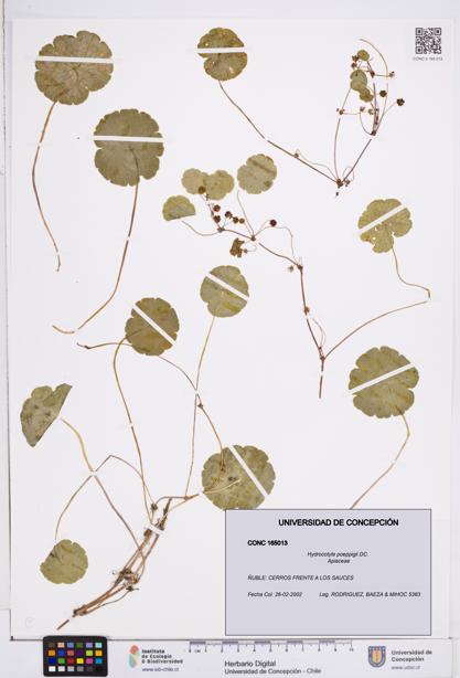 Hydrocotyle poeppigii [Espécimen: ]