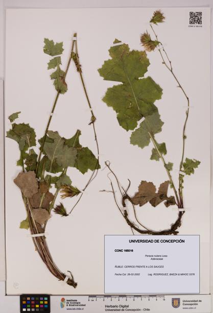 Perezia nutans [Espécimen: UDEC:CONC:0165016]