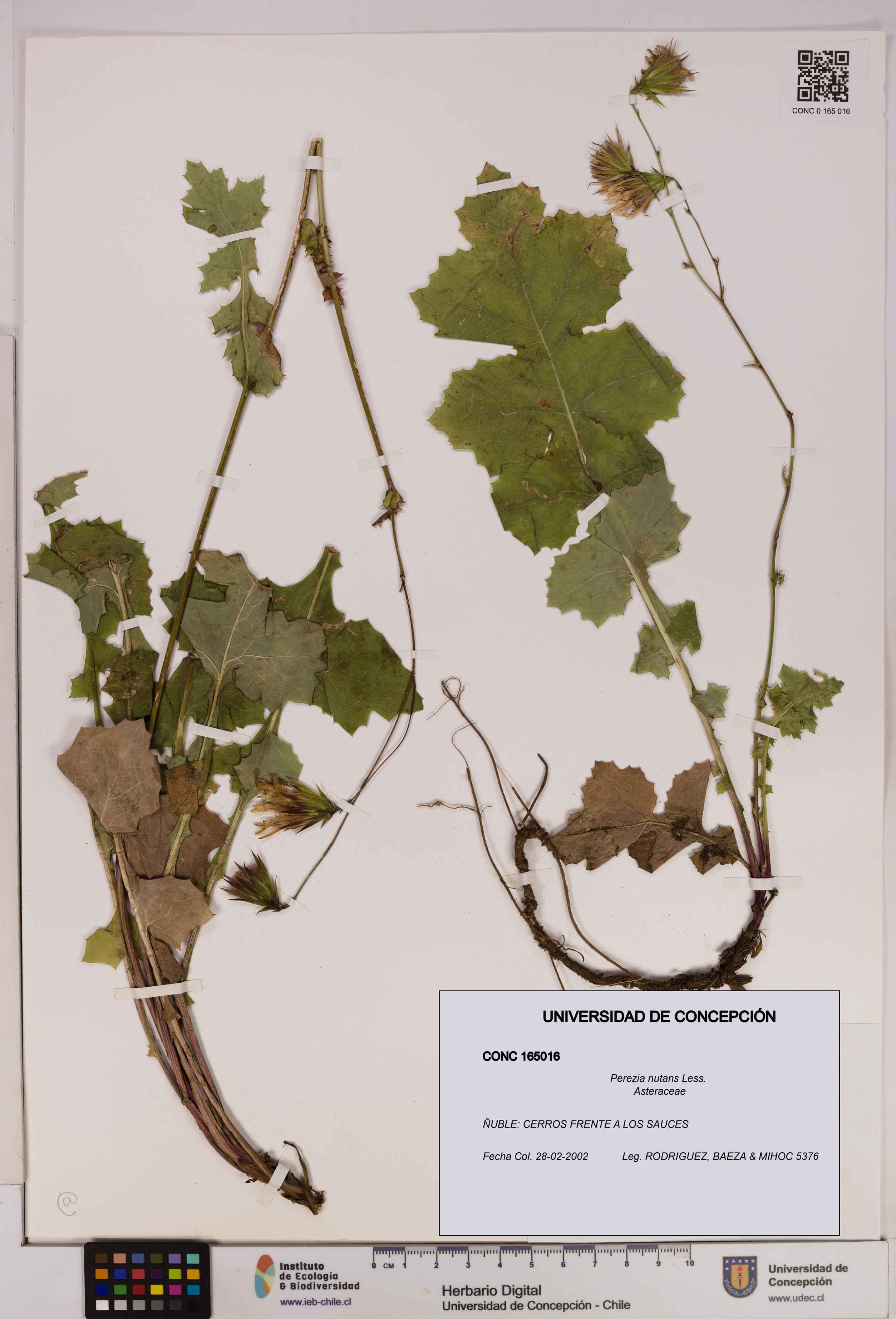 Perezia nutans [Espécimen: UDEC:CONC:0165016]