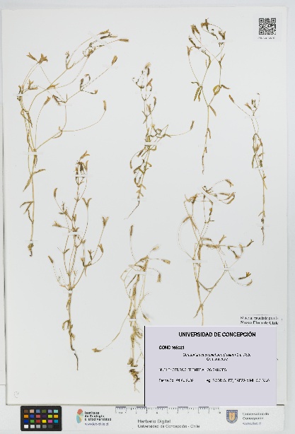 Centaurium cachanlahuen [Espécimen: UDEC:CONC:0165021]