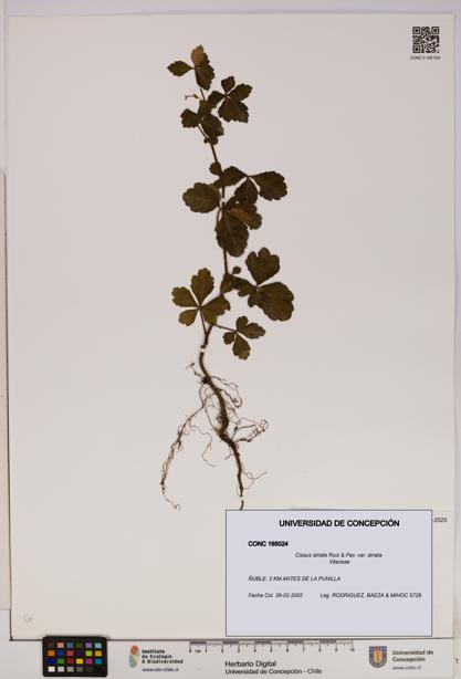 Cissus striata var. striata [Espécimen: UDEC:CONC:0165024]
