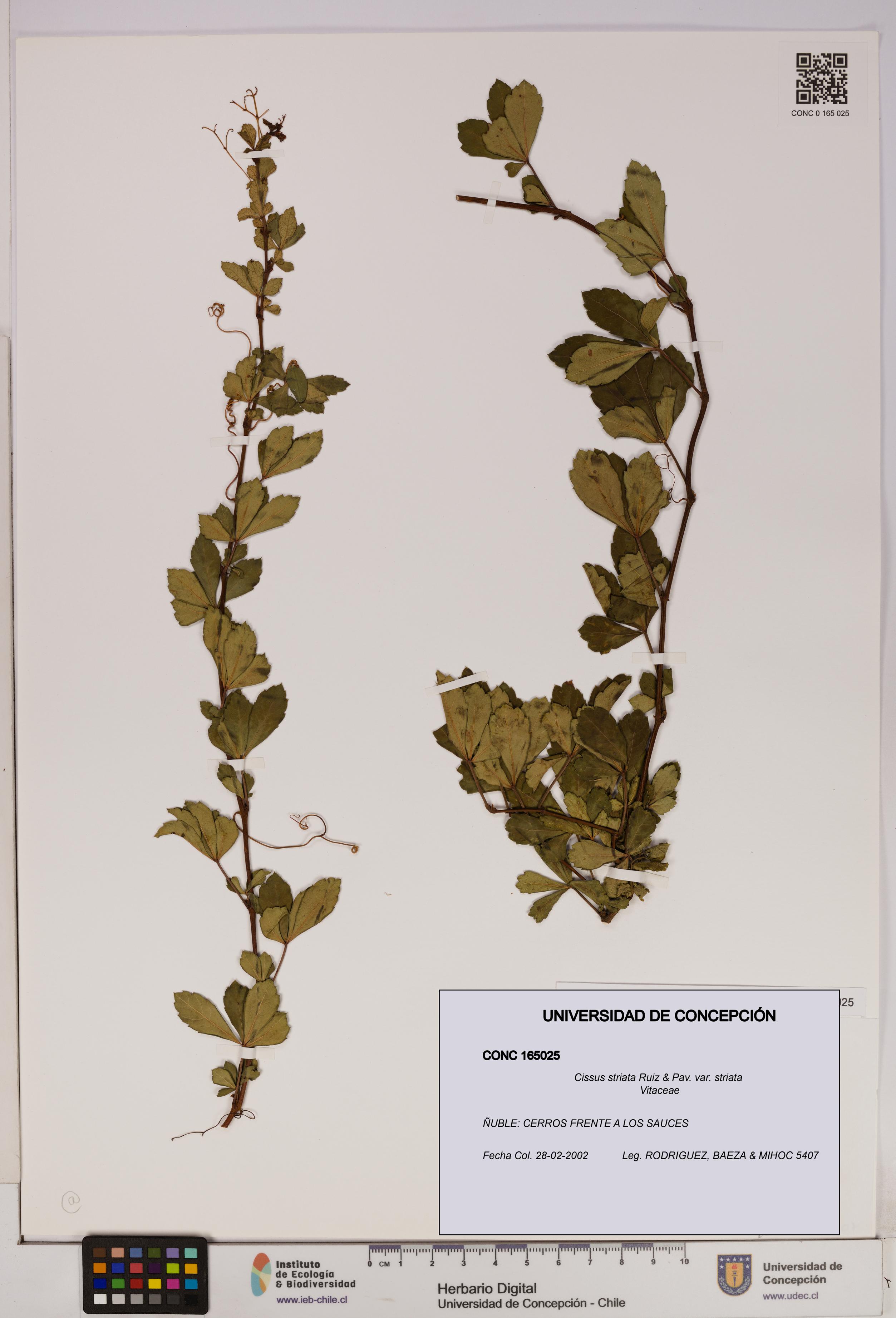 Cissus striata var. striata [Espécimen: UDEC:CONC:0165025]