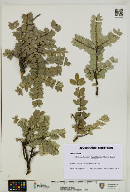 Maytenus chubutensis [Espécimen: UDEC:CONC:0165026]