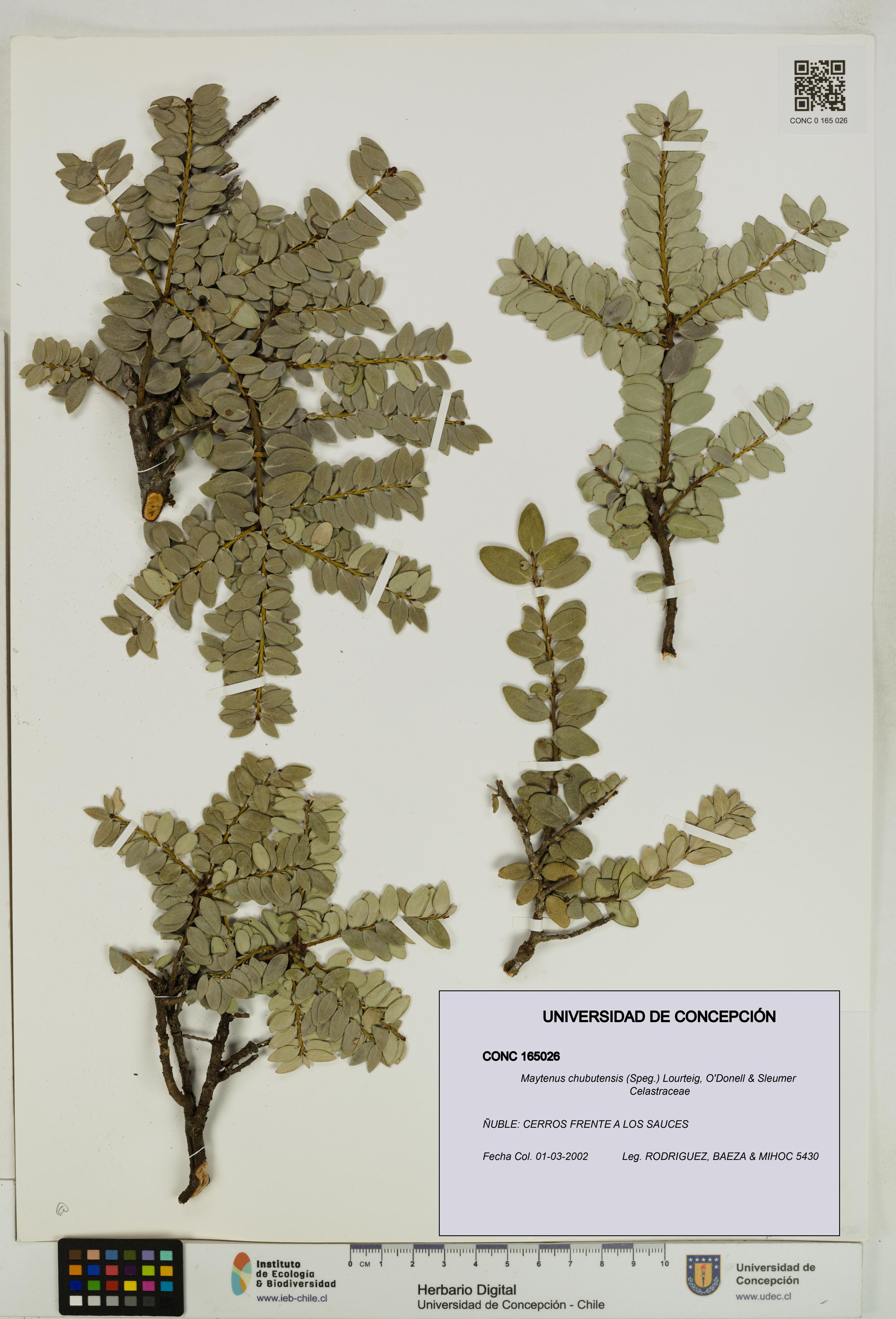 Maytenus chubutensis [Espécimen: UDEC:CONC:0165026]