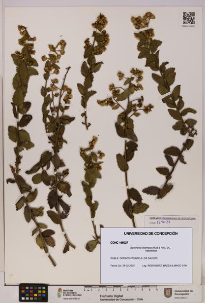 Baccharis racemosa [Espécimen: UDEC:CONC:0165027]