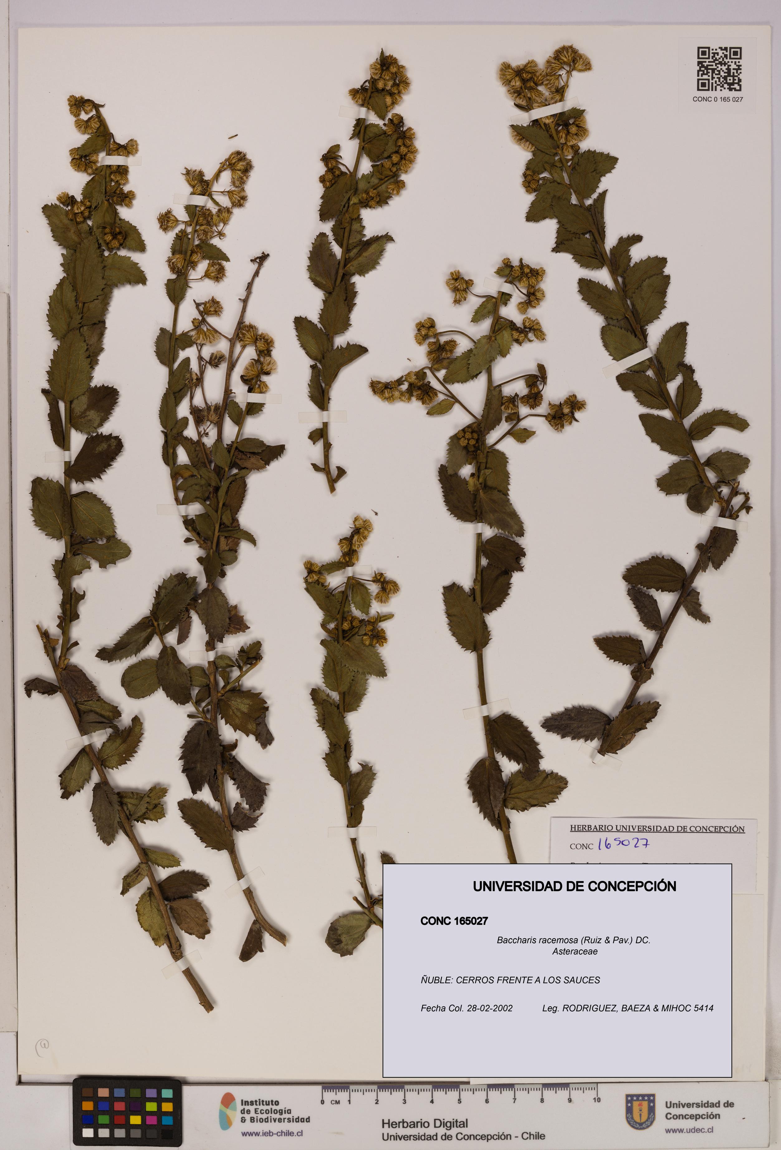 Baccharis racemosa [Espécimen: UDEC:CONC:0165027]