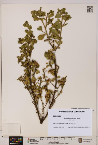 Baccharis neotruncata [Espécimen: UDEC:CONC:0165028]
