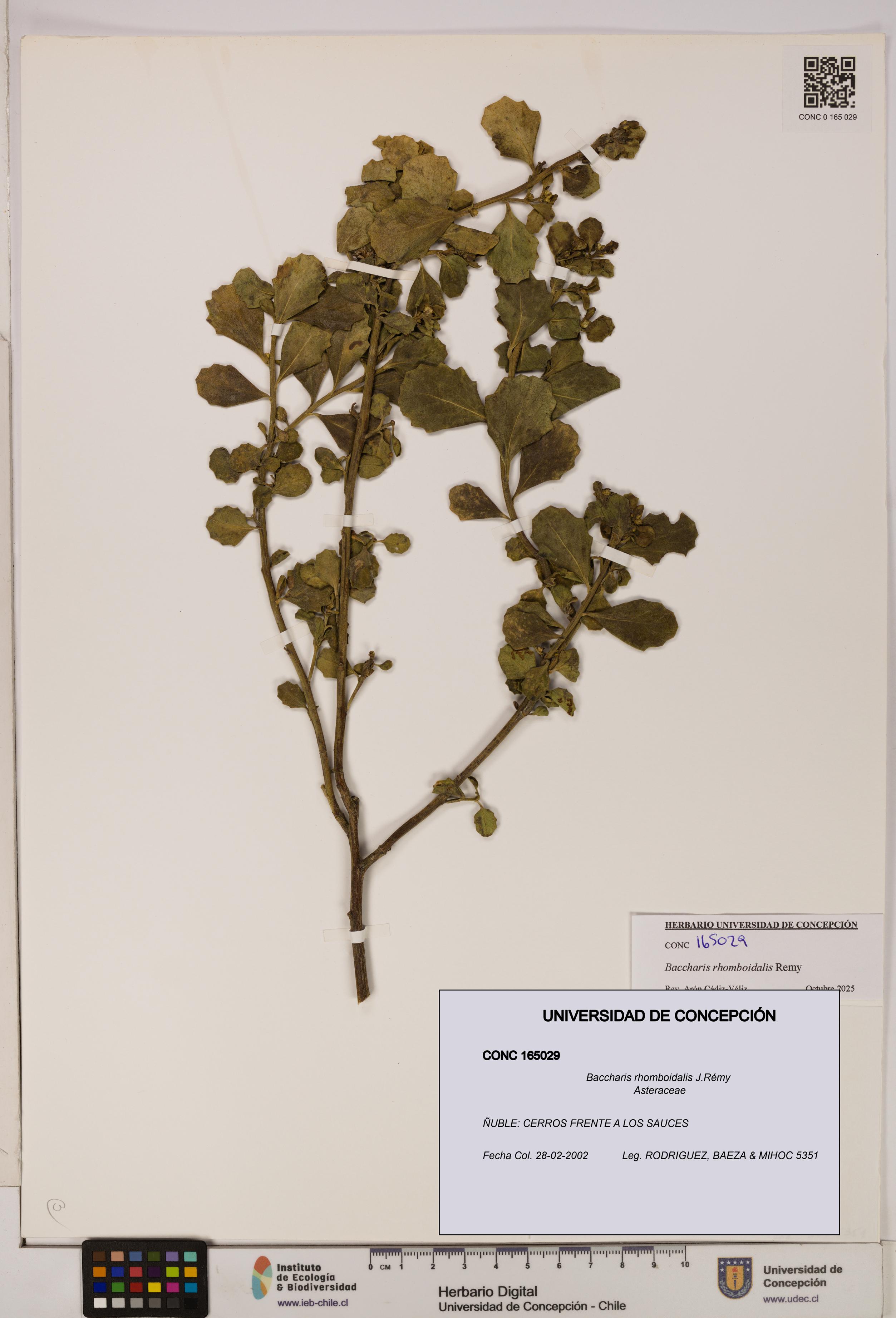 Baccharis rhomboidalis [Espécimen: UDEC:CONC:0165029]