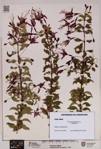 Fuchsia magellanica [Espécimen: UDEC:CONC:0165034]