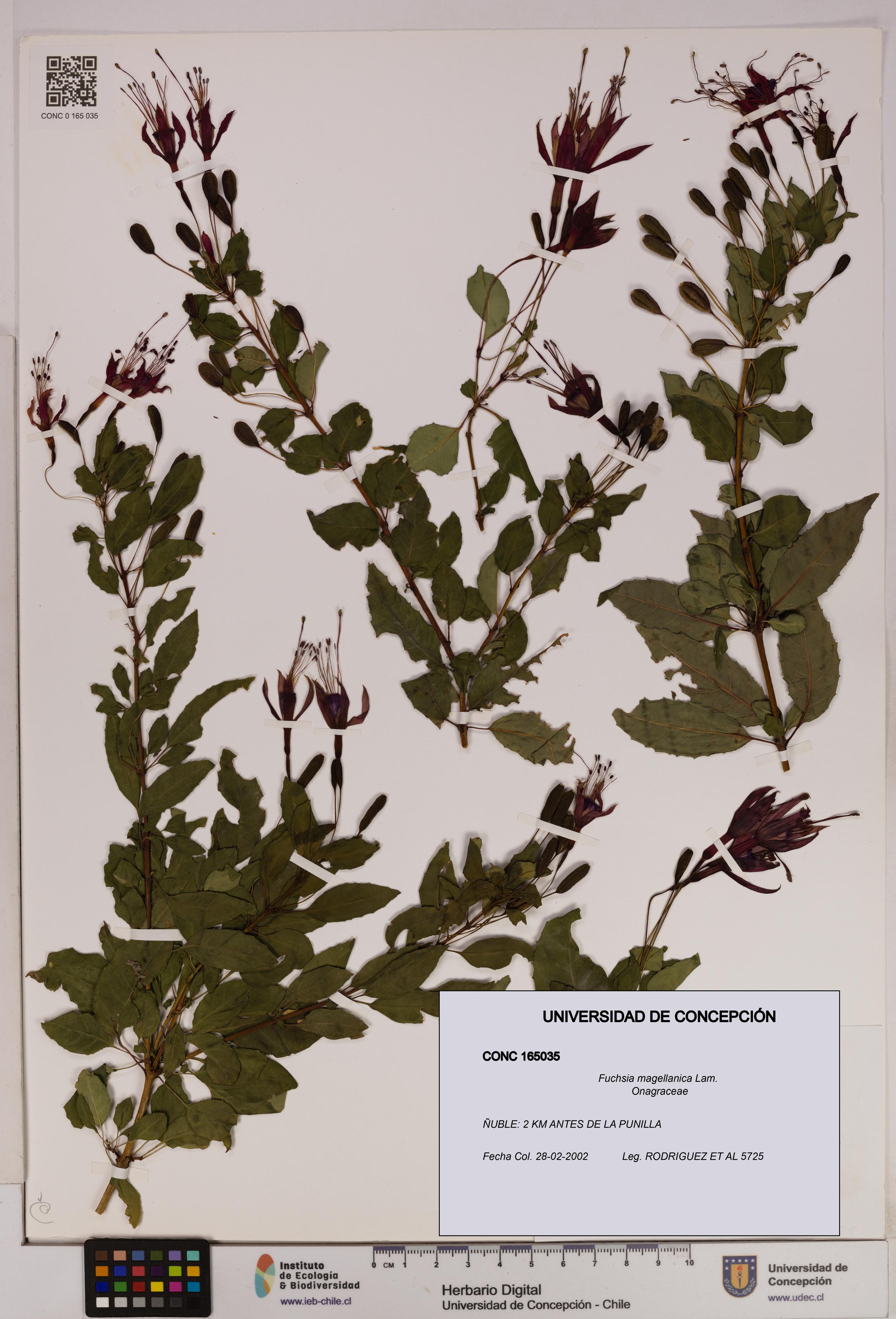 Fuchsia magellanica [Espécimen: UDEC:CONC:0165035]
