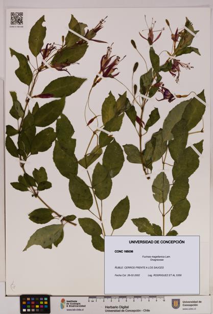 Fuchsia magellanica [Espécimen: UDEC:CONC:0165036]