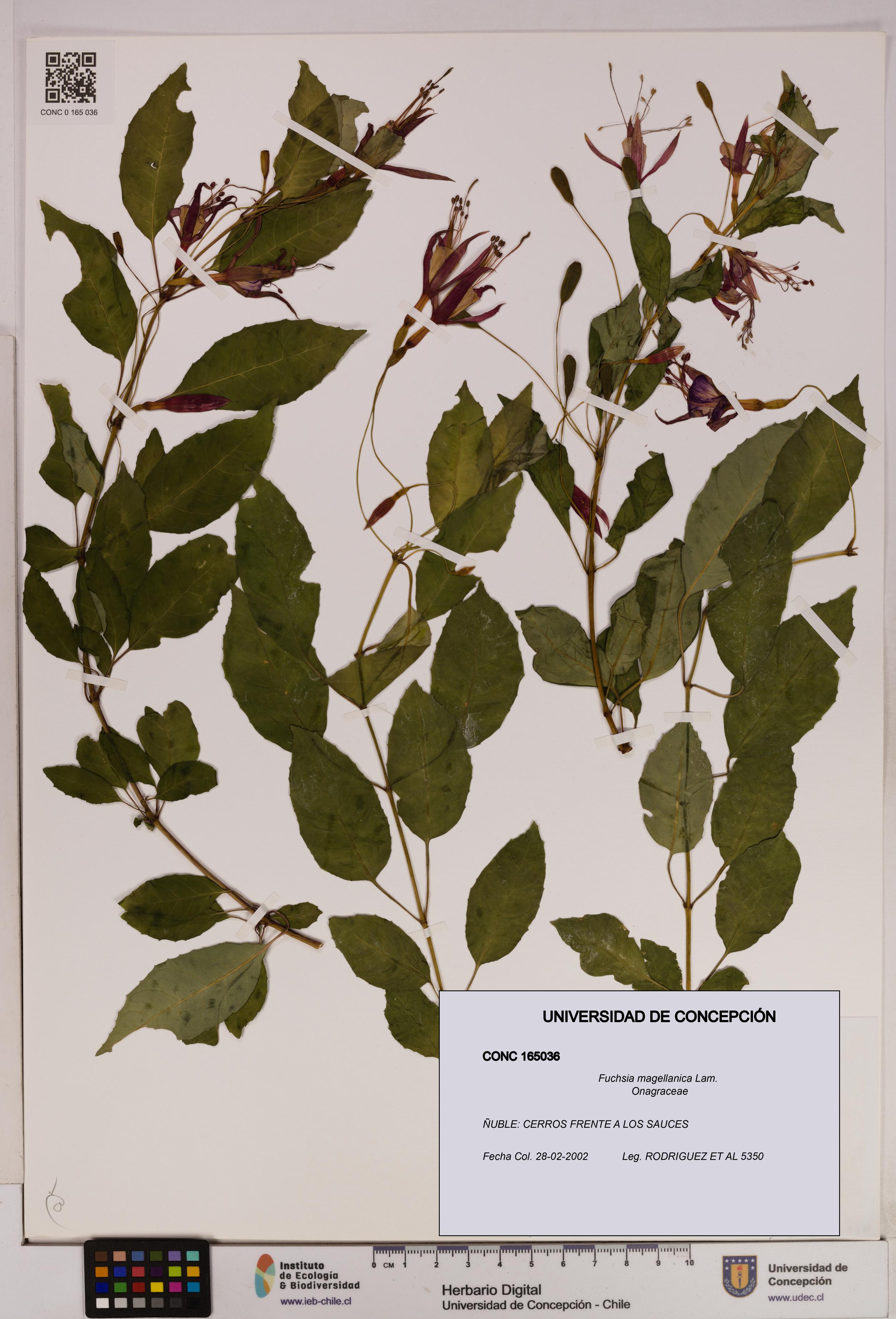 Fuchsia magellanica [Espécimen: UDEC:CONC:0165036]