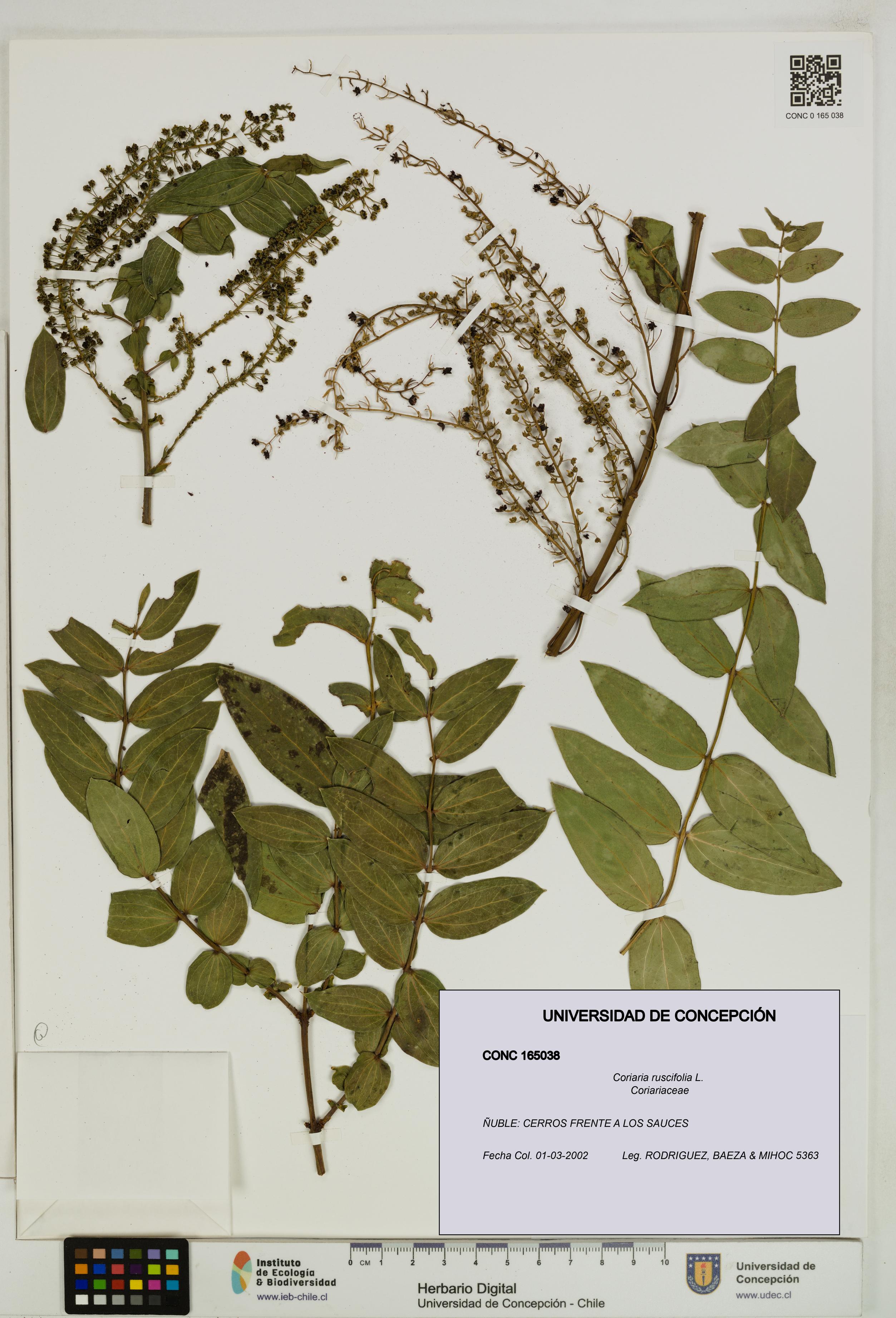 Coriaria ruscifolia [Espécimen: ]