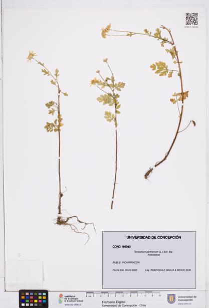 Tanacetum parthenium [Espécimen: ]
