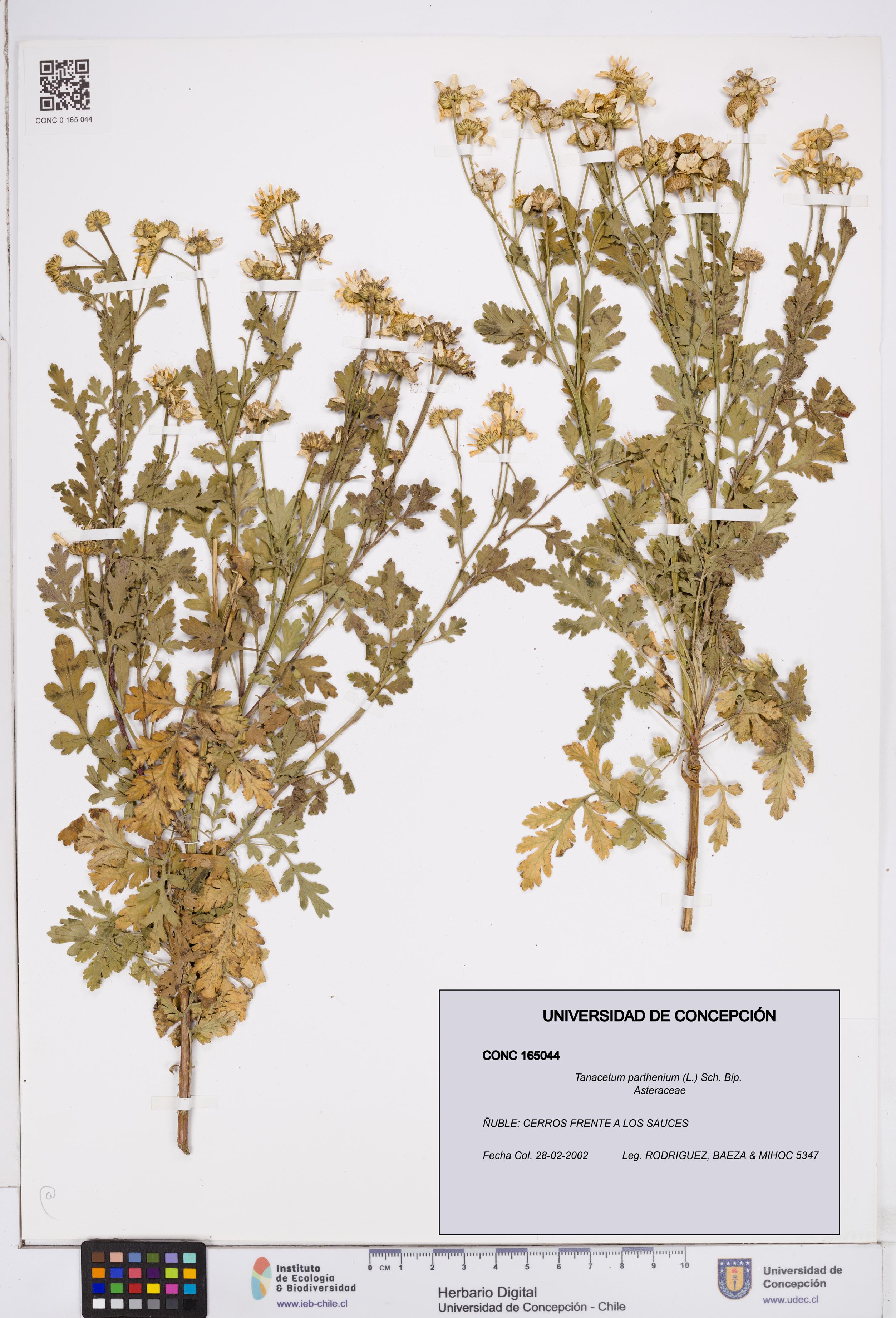 Tanacetum parthenium [Espécimen: ]