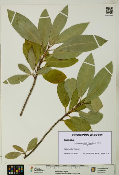 Hydrangea serratifolia [Espécimen: UDEC:CONC:0165052]