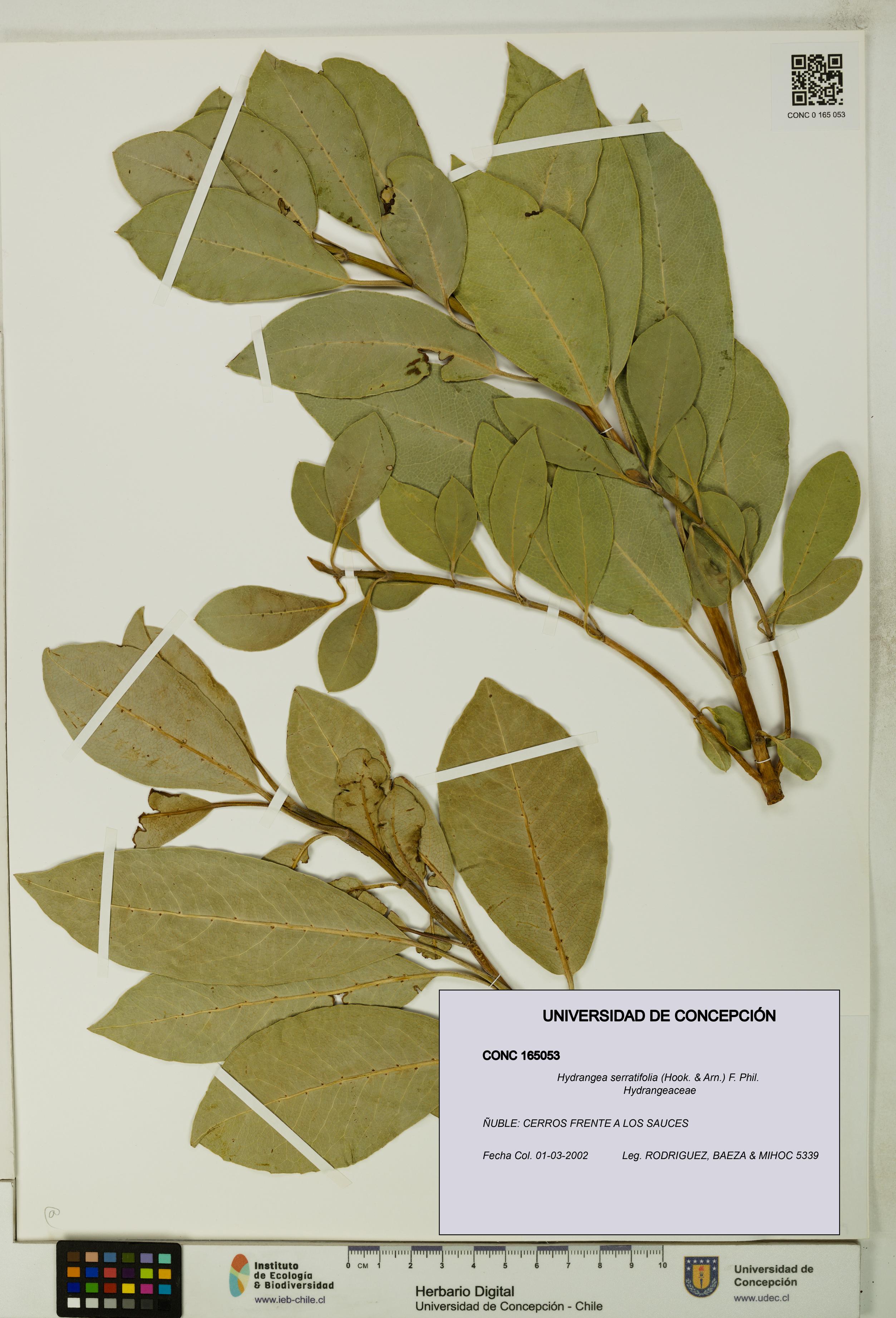 Hydrangea serratifolia [Espécimen: UDEC:CONC:0165053]