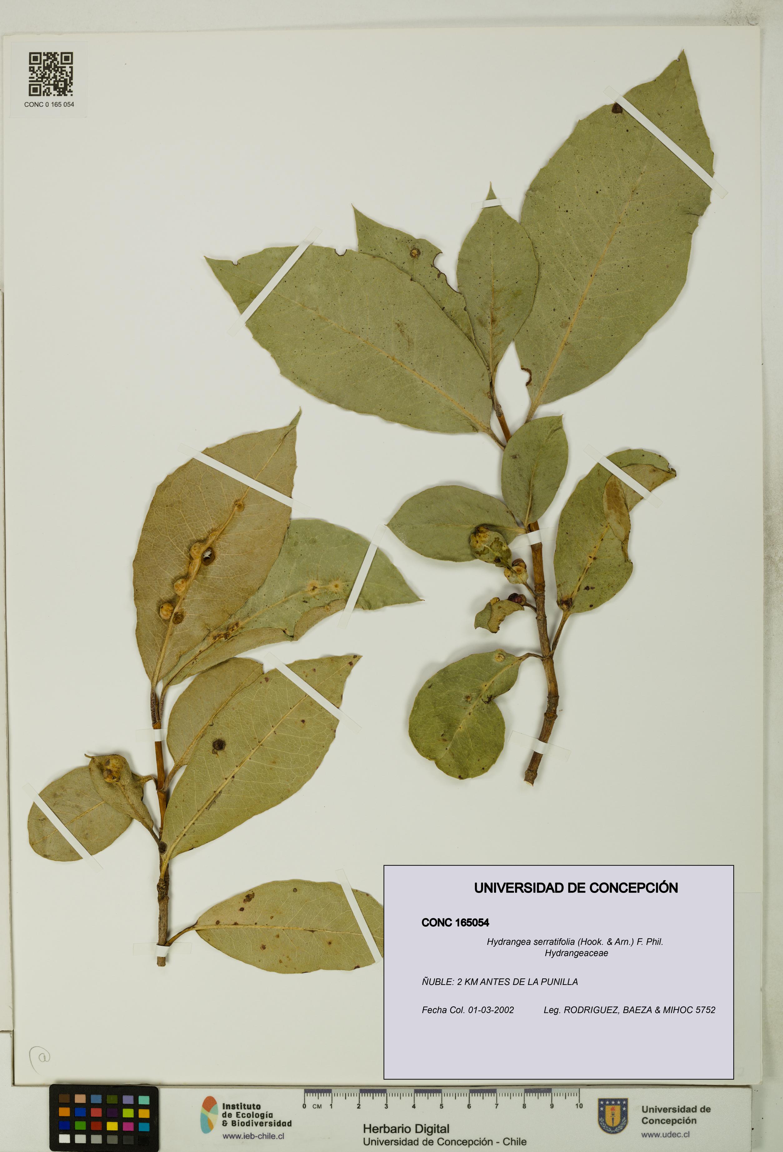 Hydrangea serratifolia [Espécimen: UDEC:CONC:0165054]