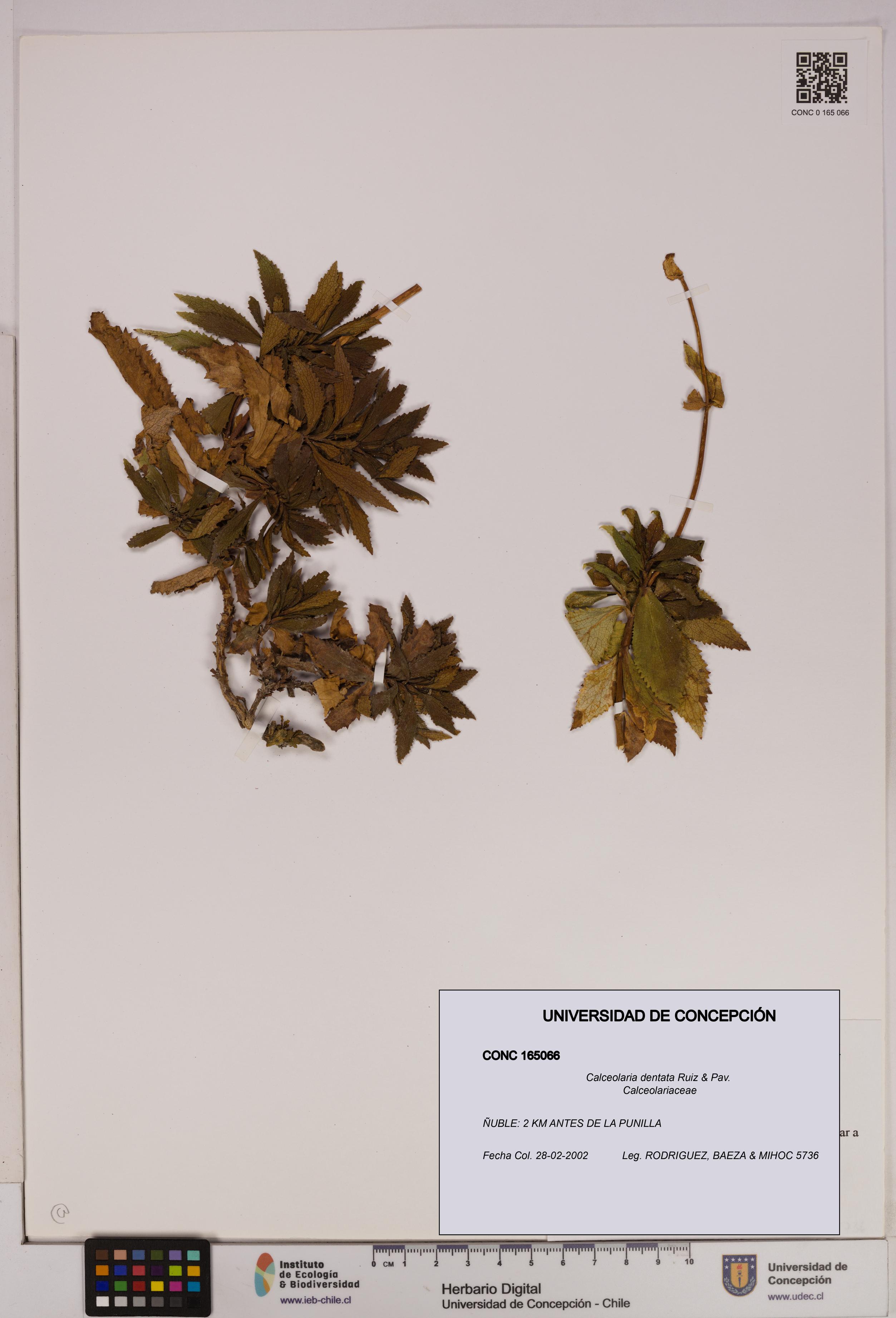Calceolaria dentata [Espécimen: UDEC:CONC:0165066]