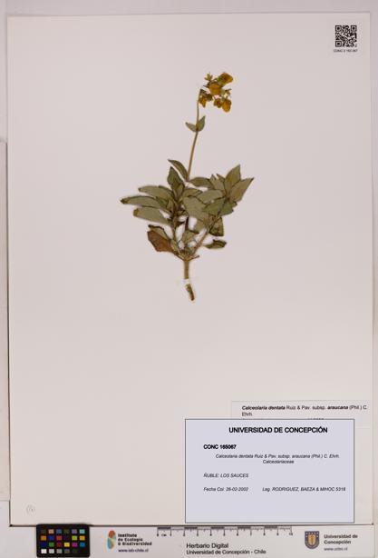 Calceolaria dentata subsp. araucana [Espécimen: UDEC:CONC:0165067]