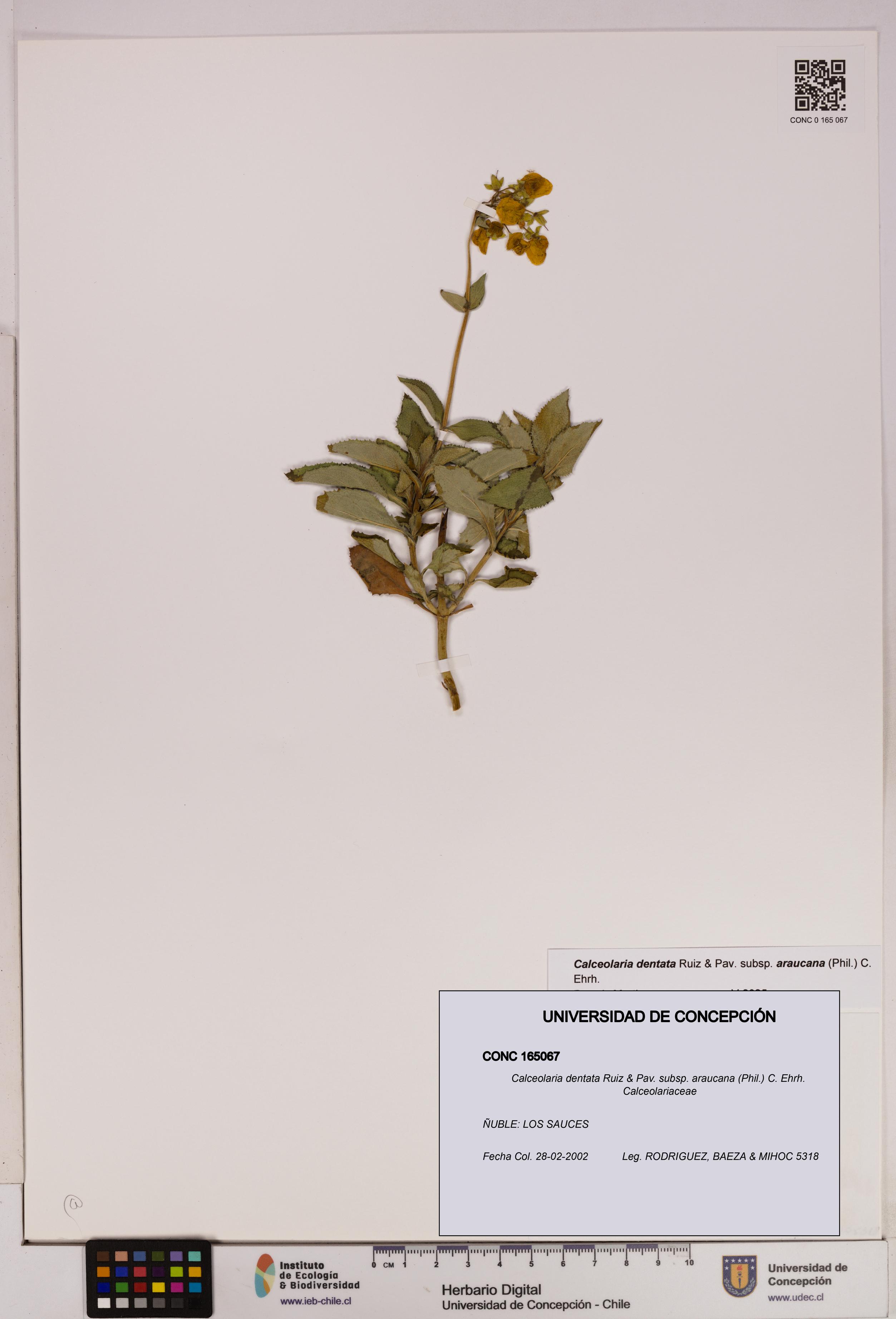Calceolaria dentata subsp. araucana [Espécimen: UDEC:CONC:0165067]