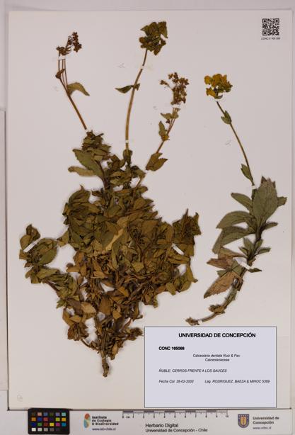 Calceolaria dentata [Espécimen: UDEC:CONC:0165068]