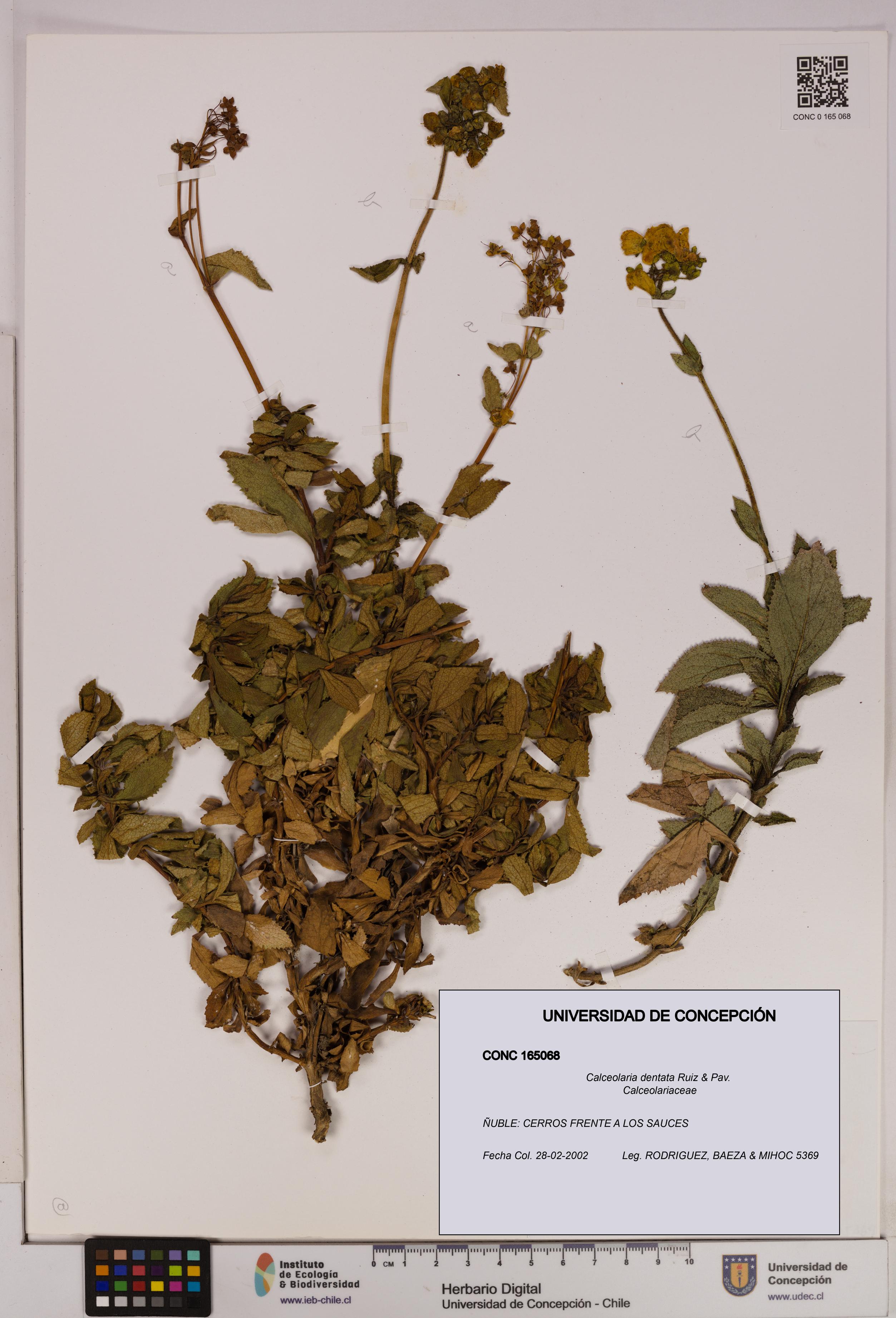 Calceolaria dentata [Espécimen: UDEC:CONC:0165068]