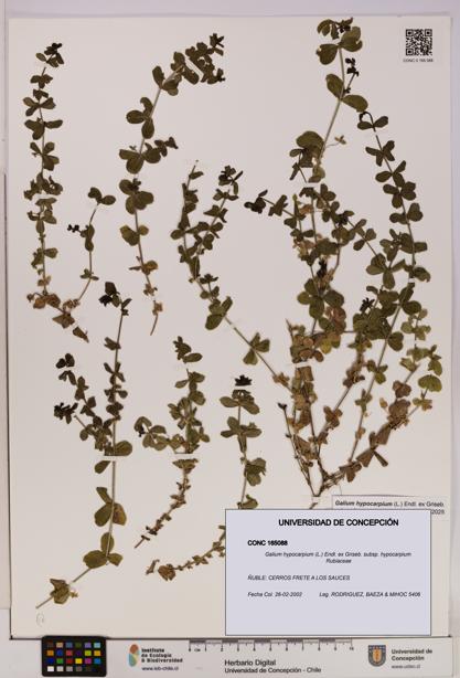 Galium hypocarpium subsp. hypocarpium [Espécimen: UDEC:CONC:0165088]