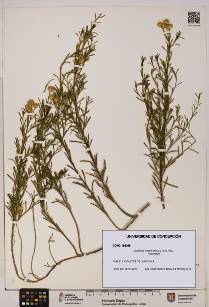 Baccharis linearis [Espécimen: UDEC:CONC:0165096]