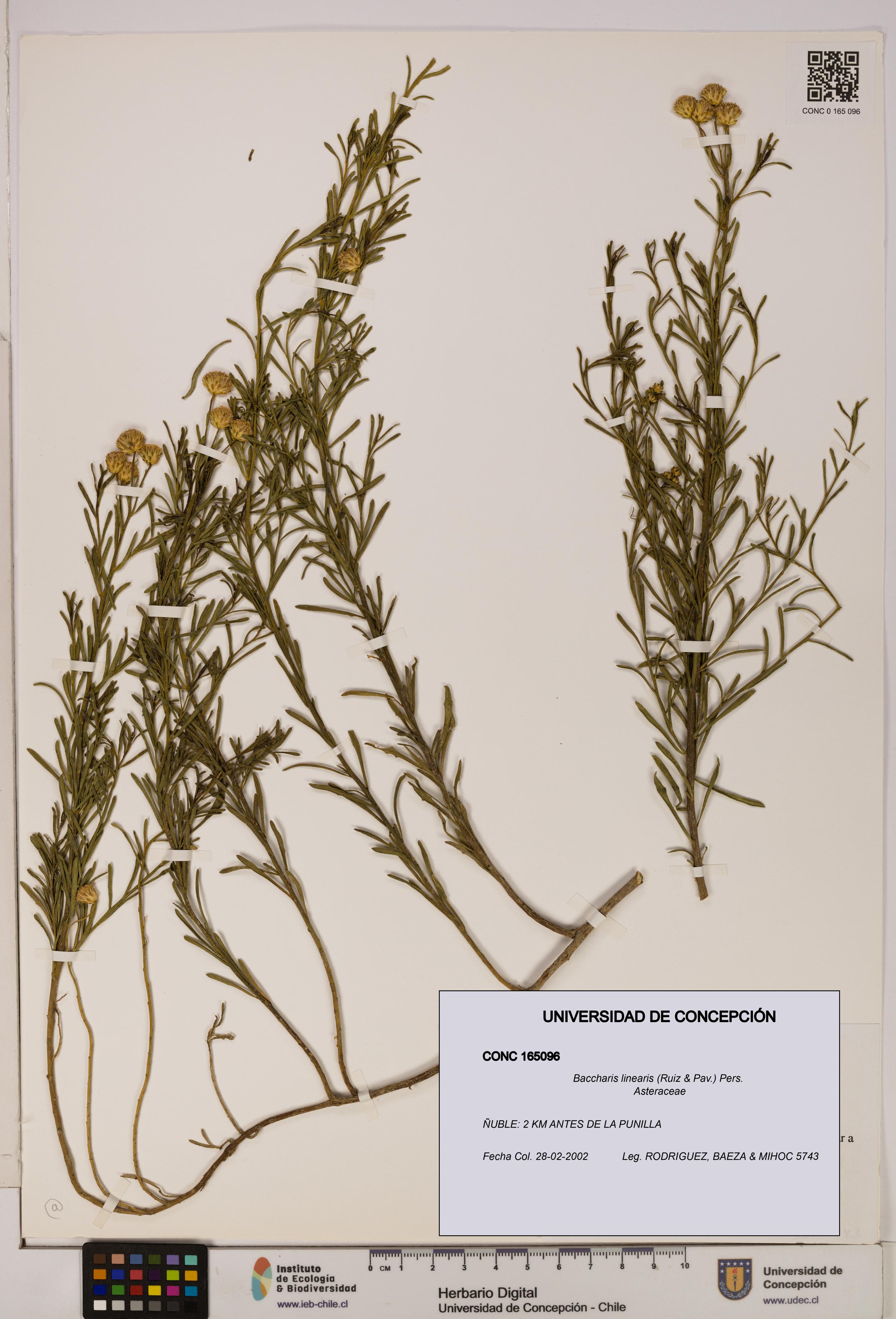Baccharis linearis [Espécimen: UDEC:CONC:0165096]